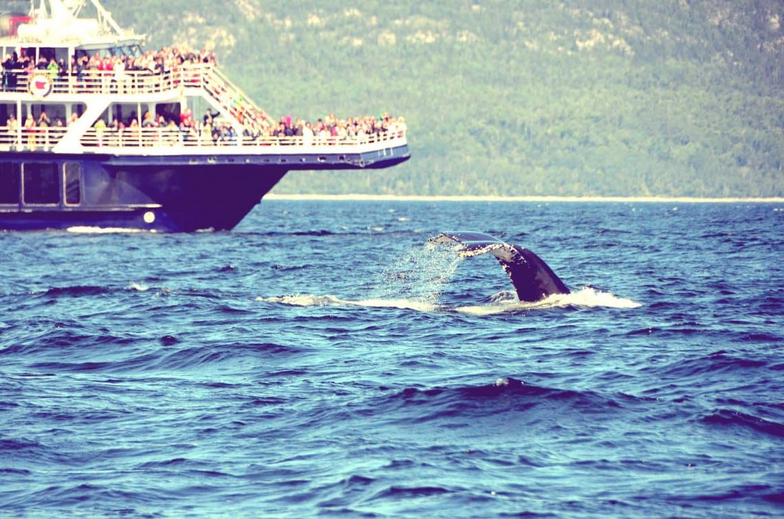 Baleine sur le Saint Laurent