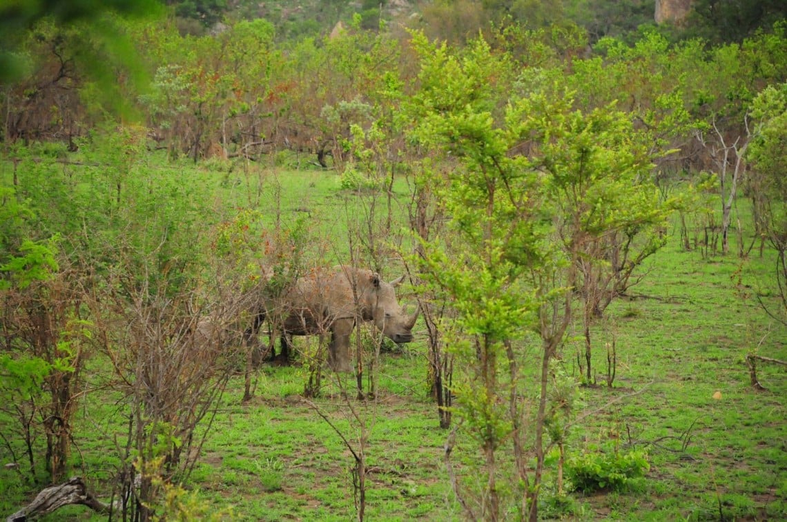 Rhinos au Kruger Park Afrique du Sud