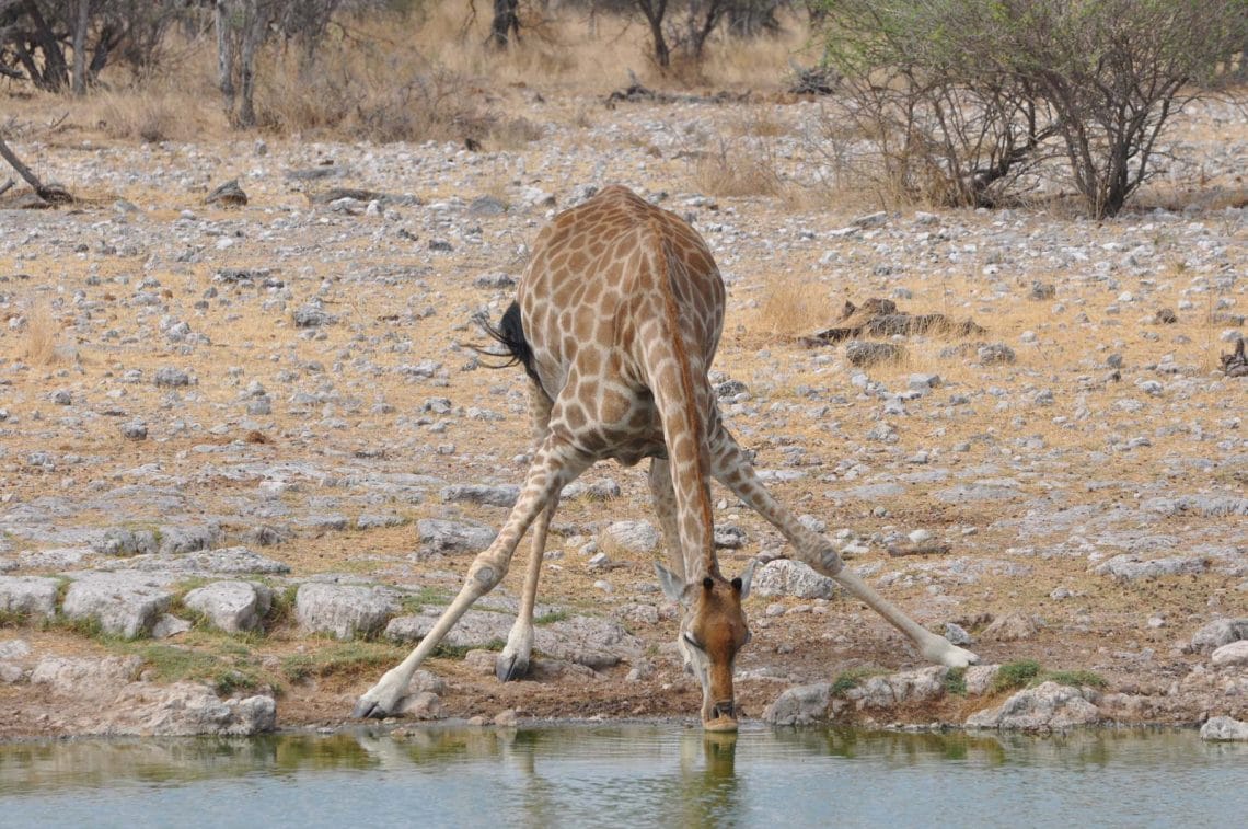 Girafe qui se désaltère à Etosha Namibie