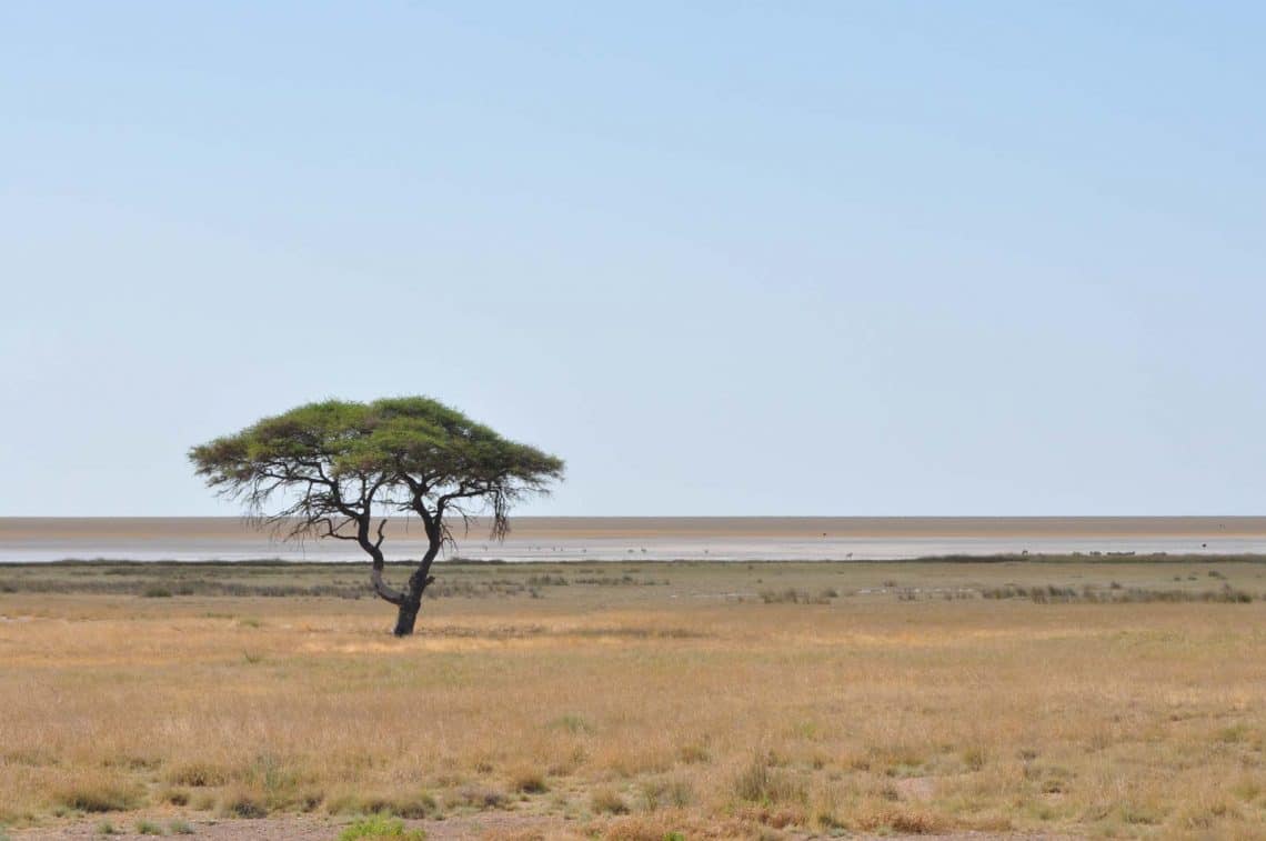 Paysage de savane Etosha Namibie
