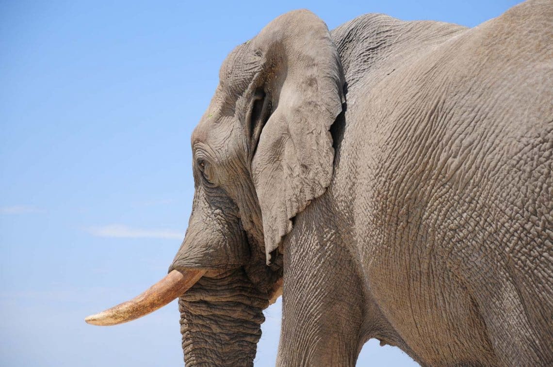 Dans l'oeil de l'éléphant Etosha Namibie
