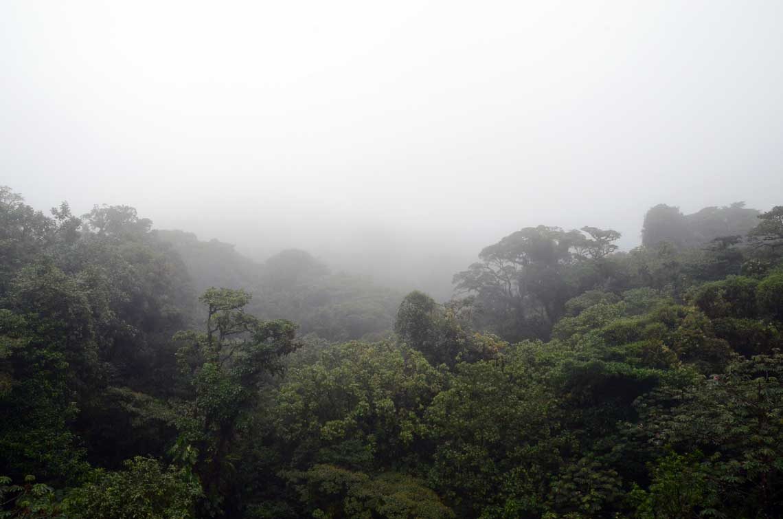 Vue de la canopée du dessus, Monteverde, Costa Rica
